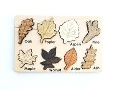 Diferentes Tipos de Hojas-(PREVENTA)