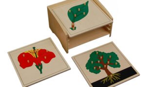 Gabinete de Rompecabezas de Botánica (PREVENTA)