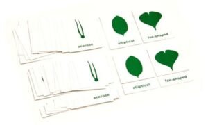 Tarjetas de nomenclatura para el Gabinete de Botánica (PREVENTA)