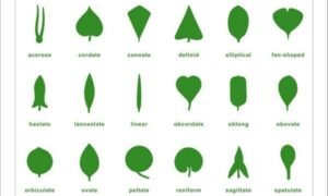 Tabla de control para el Gabinete de Hojas de Botánica (PREVENTA)