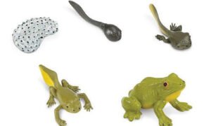 Círculo de la Vida-desarrollo (PREVENTA)