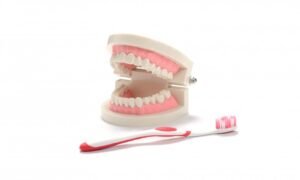 Modelo de boca humana (PREVENTA)