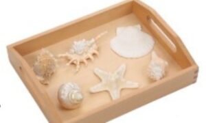 Lenguaje – Caracolas reales (PREVENTA)