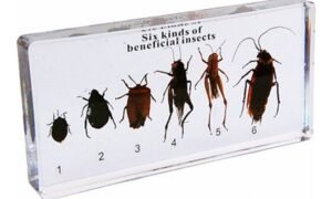 Ciclo de la vida de seis insectos beneficiosos (PREVENTA)