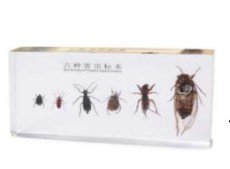 Ciclo de la vida de los insectos dañinos (PREVENTA)