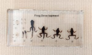 Ciclo de la vida de la rana (PREVENTA)