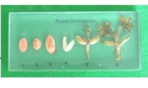 Sets de Procesos de germinación (PREVENTA)