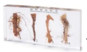 Modelos de raíces (PREVENTA)