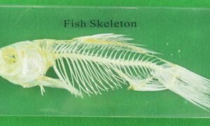 Set de modelos de esqueletos de animales (PREVENTA)